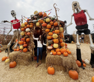 Why Pumpkins are So Popular at Halloween?