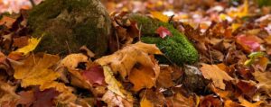 The Magic Mystery Behind Tree Leaves in Fall