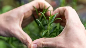 Horticulture for Our Souls and Bellies