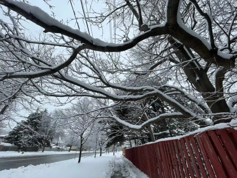 Rituales Del Solsticio De Invierno