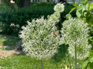 Jardines con alma: crea un hogar para la vida silvestre