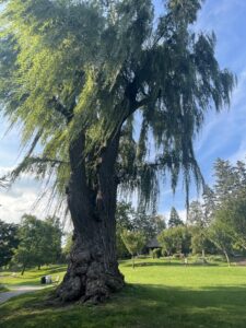 The Trees’ Wisdom -> Part one: Willow