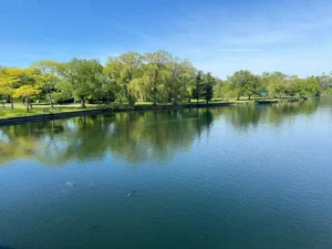 The Secret Life Of Trees