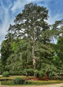 The Wisdom of Trees – Part Two: The Cedar