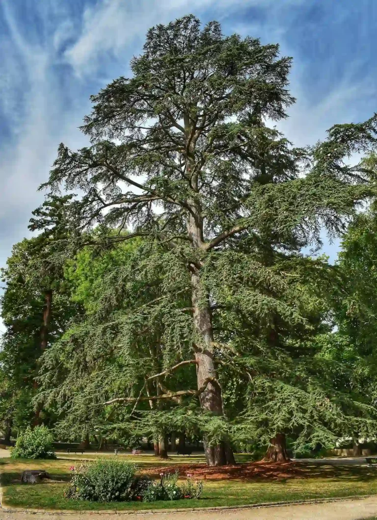 The Wisdom of Trees – Part Two: The Cedar