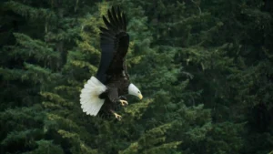 Power Animals: The Eagle