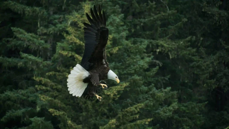 Power Animals: The Eagle