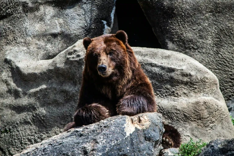 Power Animals: The Bear 🐻