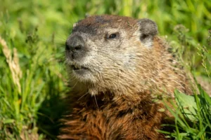 Groundhog Day: Origins, Tradition, and the Story of Nature’s Furry Forecasters